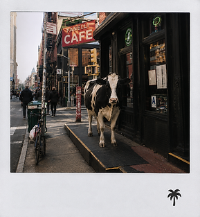 Finelli Cafe-Soho.png