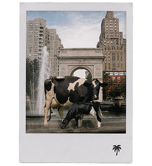 Washington Square_.png