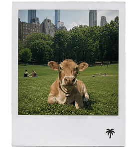 Central Park.png