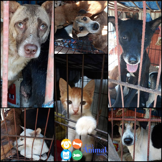 Plans revising animal welfare ordinance eyed