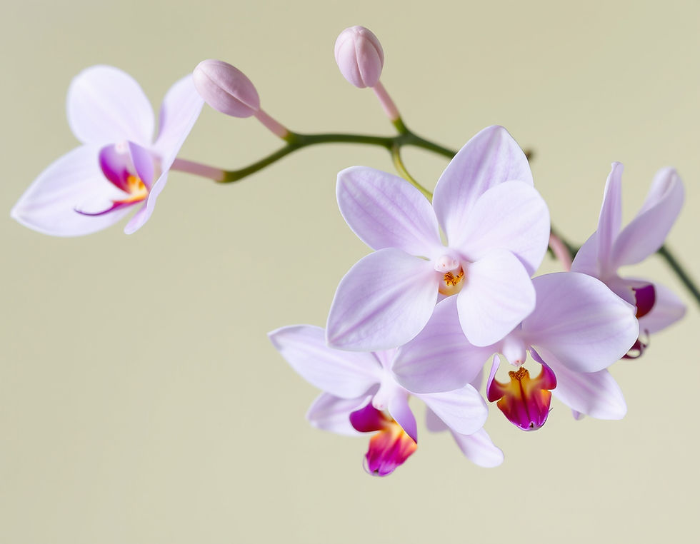 Orchids_edited_edited_edited_edited_edited.jpg