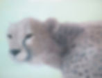 Sfumato