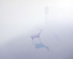 리나 Nomad_0015003