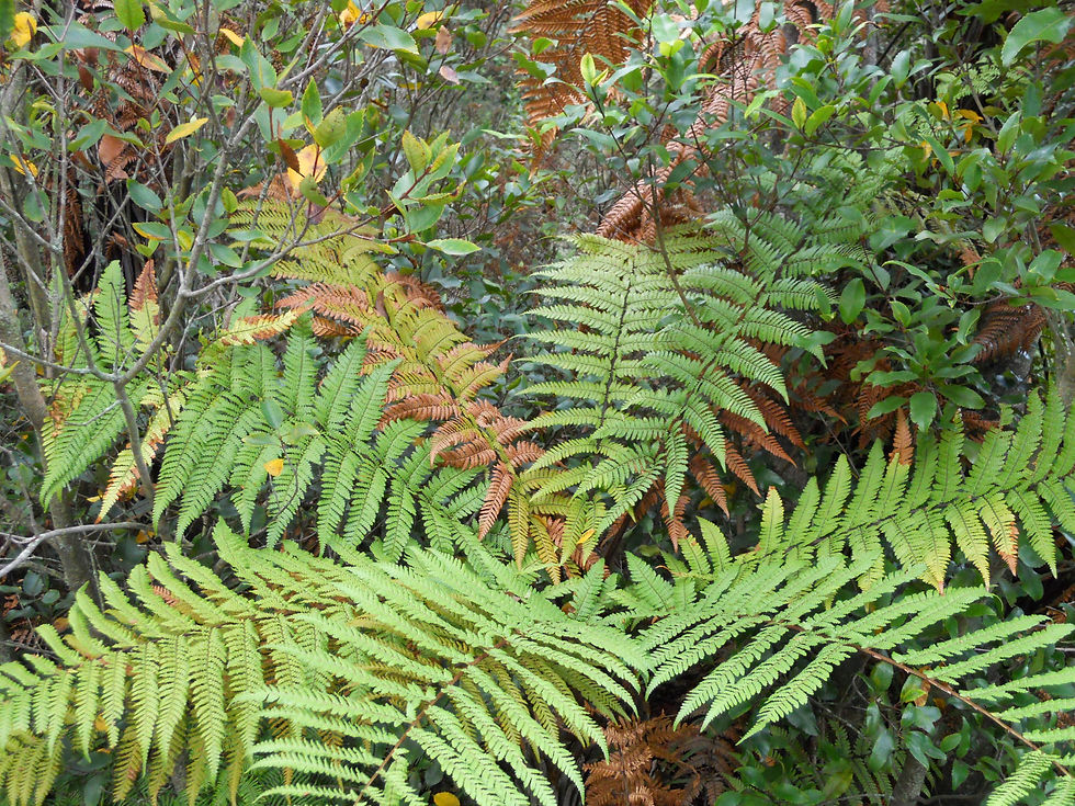 DSCN0922.JPG
