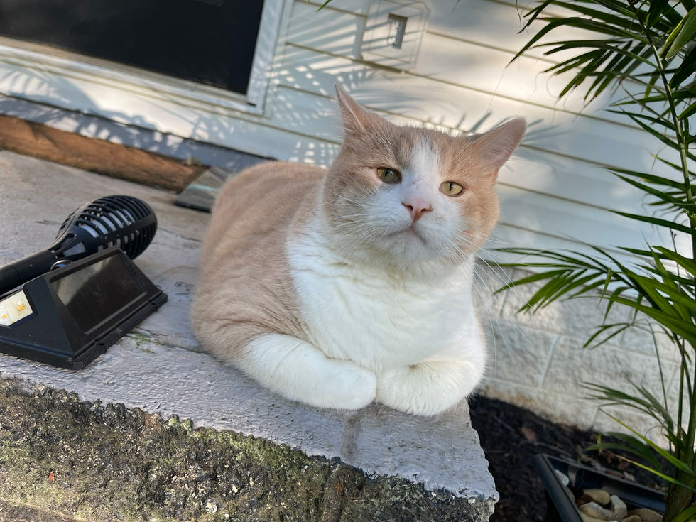 Pickles The Neighborhood Cat