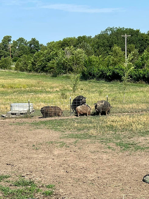 hogs_yard.jpeg