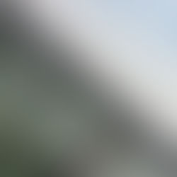 虎