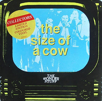 Size Of A Cow Australia.jpg