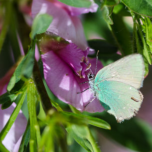 Insekter i trädgården 