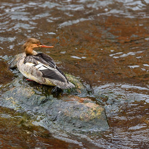 Djur, miljö och människor längs Motala ström