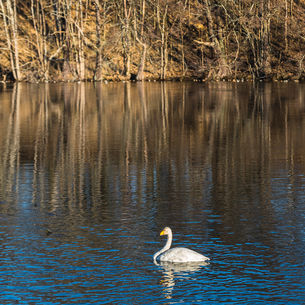 Åbackarna och Torshag 