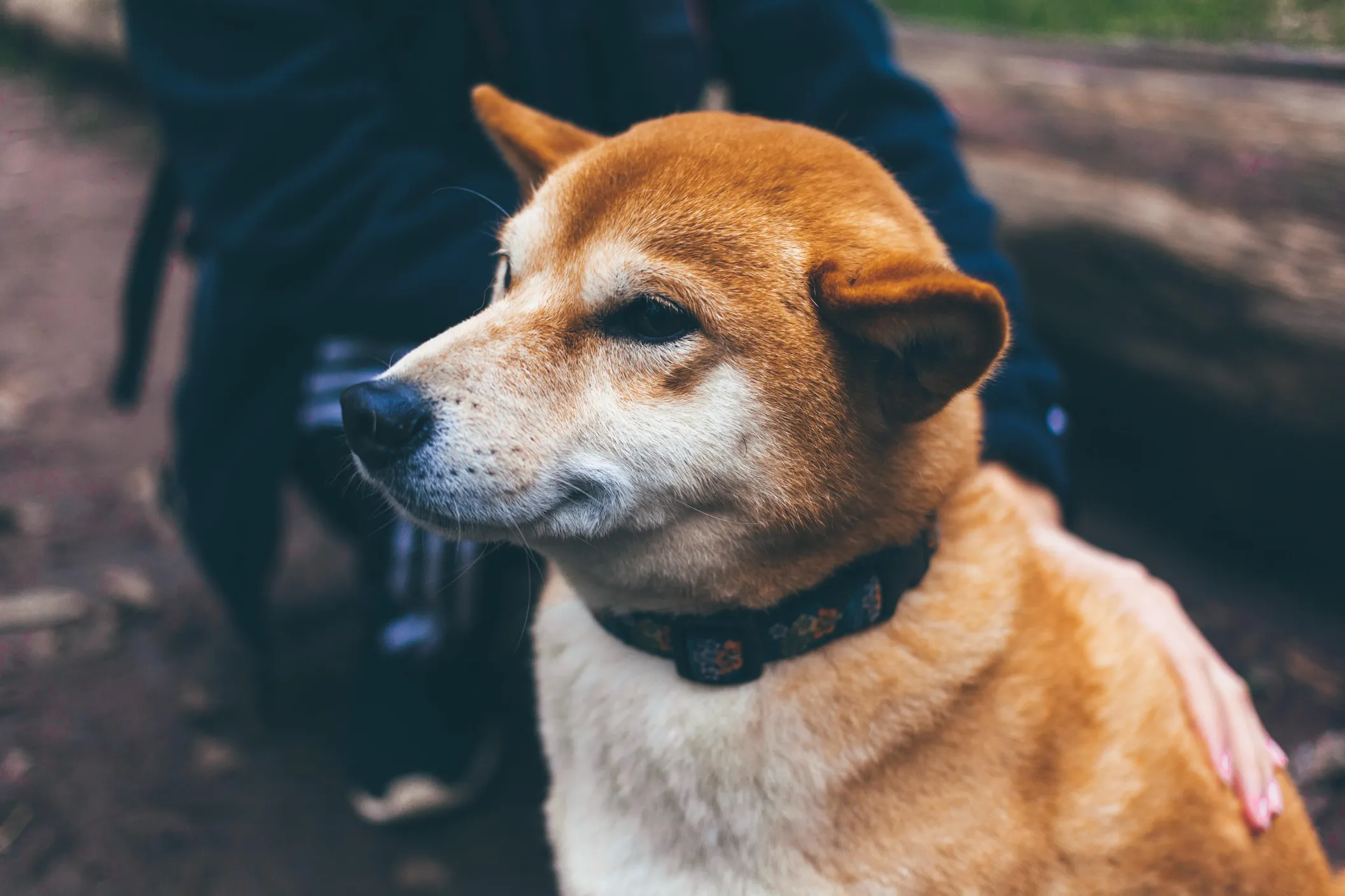 Dogecoin's Bitcoin-Beating Bounce May Be Bad News for the Market