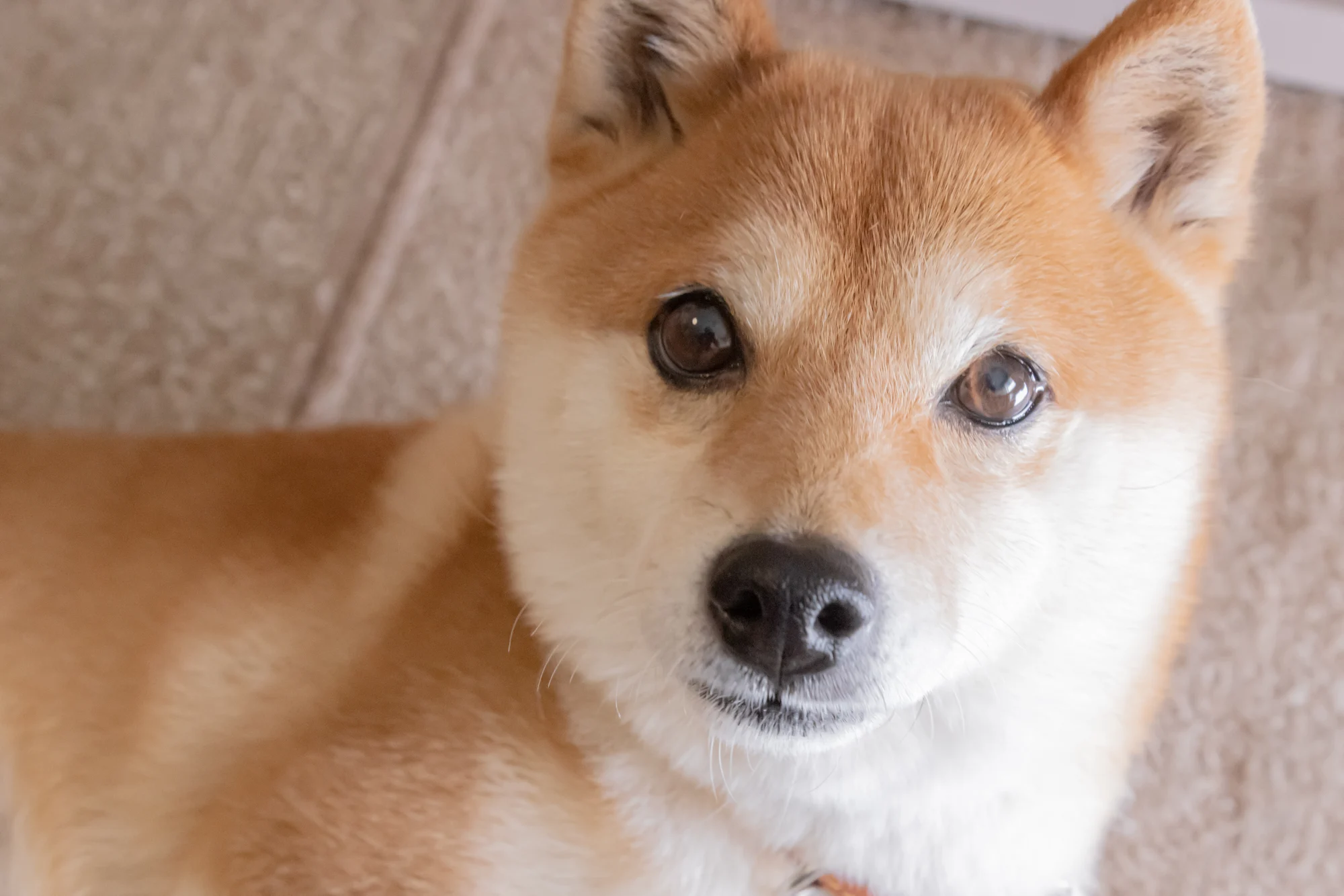 Could This Be the Catalyst Dogecoin Needs to Skyrocket Higher?