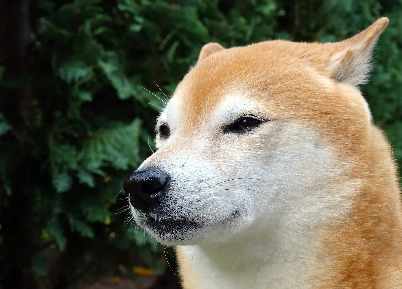 Why Dogecoin (DOGE) Is Getting Hammered