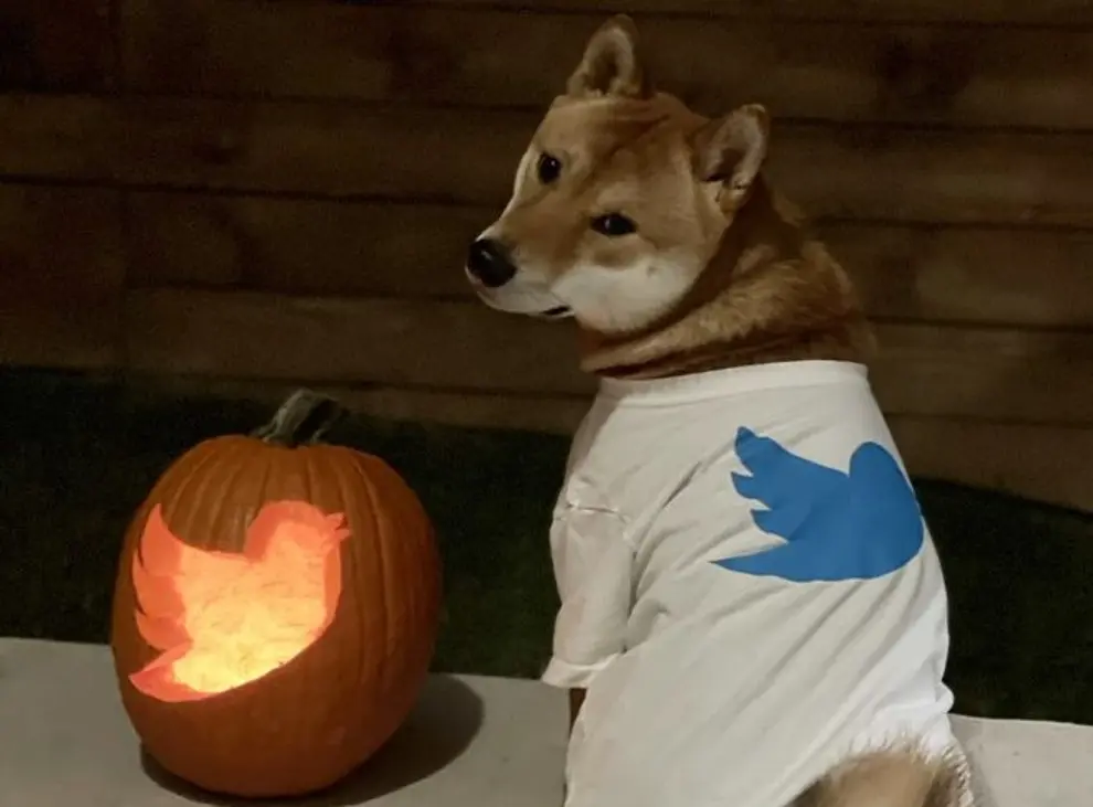 Dogecoin price surges as Elon Musk hints of Twitter integration