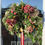 Thumbnail: The Hydrangea Wreath