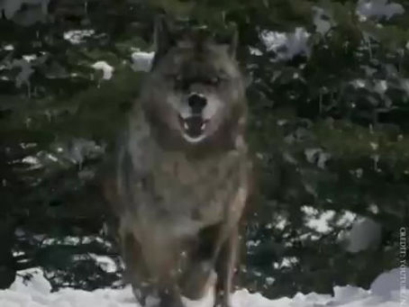 Les loups de Yellowstone