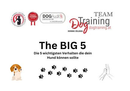 The Big 5 - Die wichtigsten Verhalten die dein Hund können sollte.