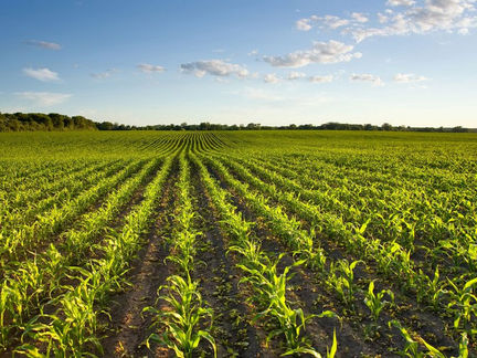 Decreto estabelece novas regras para o registro e pesquisa de agrotóxicos