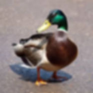 Unknown-7.jpeg