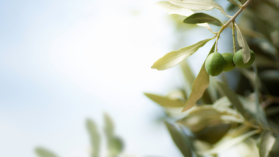 olive tree.png