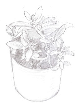 ornamental 2.jpeg