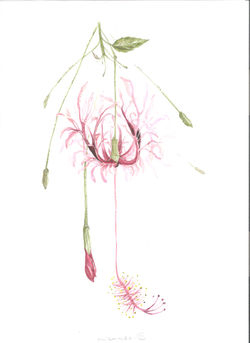 flor.jpeg