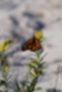 monarch and goldenrod.jpg