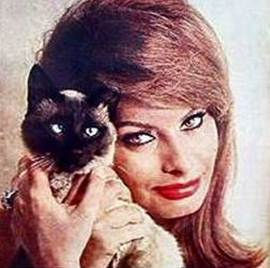 sophialoren.jpeg