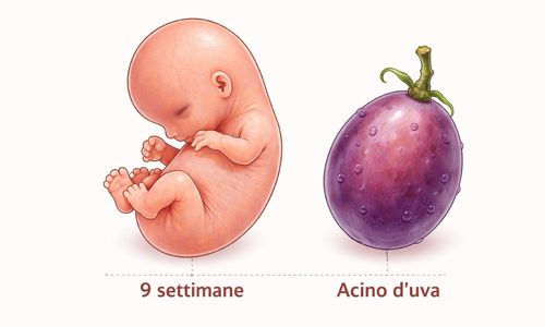 Confronto tra feto a 9 settimane di gravidanza e acino d’uva per mostrare le dimensioni reali nel primo trimestre