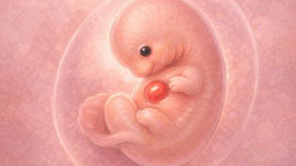 Illustrazione realistica di un embrione nella settima settimana di gravidanza, con corpo ricurvo, testa prominente e cuore in sviluppo all’interno del sacco amniotico.