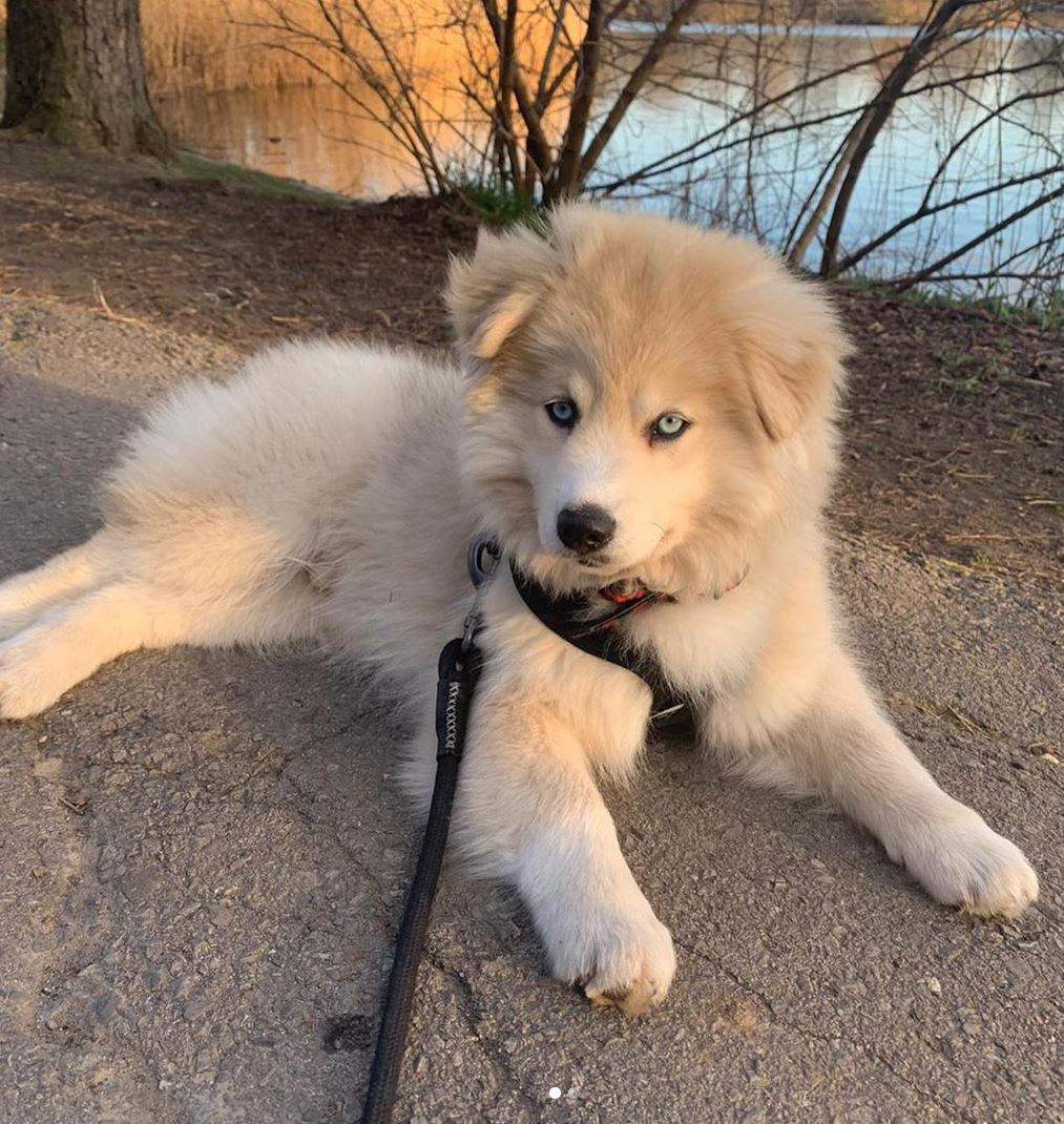 Pet Delivery Service WP Pet Transport United States