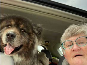 Life and times of a pet transporter