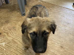 From San Antonio Pets Alive/Elmendorf to Rutland Vermont.