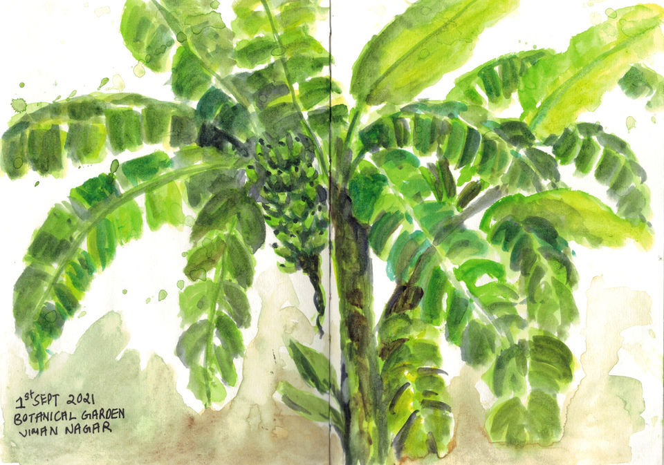 Banana tree copy.jpg