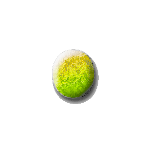 Seed of life