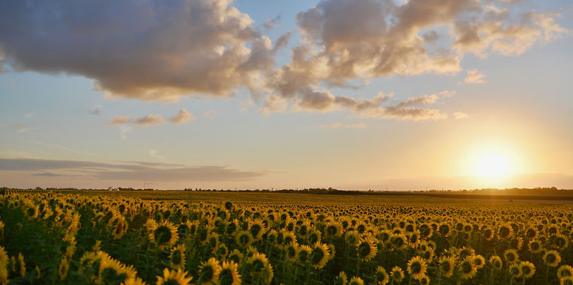 sunflowers.jpg