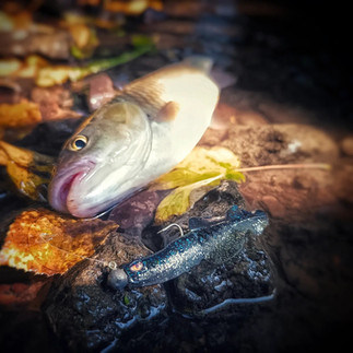 flacid shad de chez chasebaits coloris bruiser dans l'eau a coté d'un chevesne.