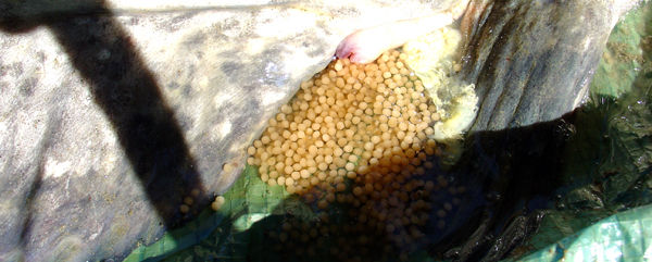 photographie d'oeuf de silure en Belgique