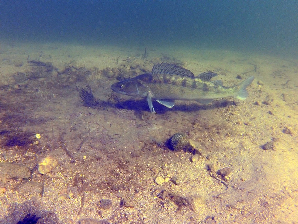 Sandre mâle sur son nid.