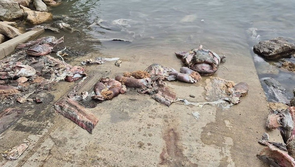 Silure glane massacrés en France, illustration de la controverse écologique contemporaine.