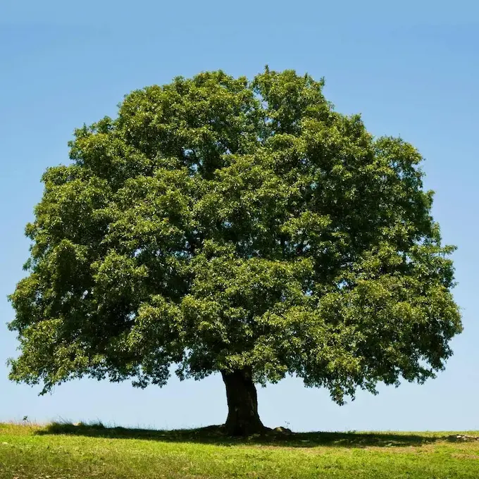 Christchurch Arborist Tree Care and Services Christchurch, North Canterbury