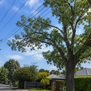 Trees Near Power Lines