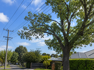 Trees Near Power Lines