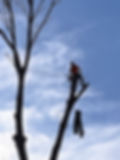 Tree Removal, Tree Services, Arborist Christchurch