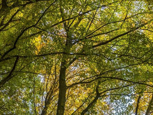 Summer Tree Care and Services