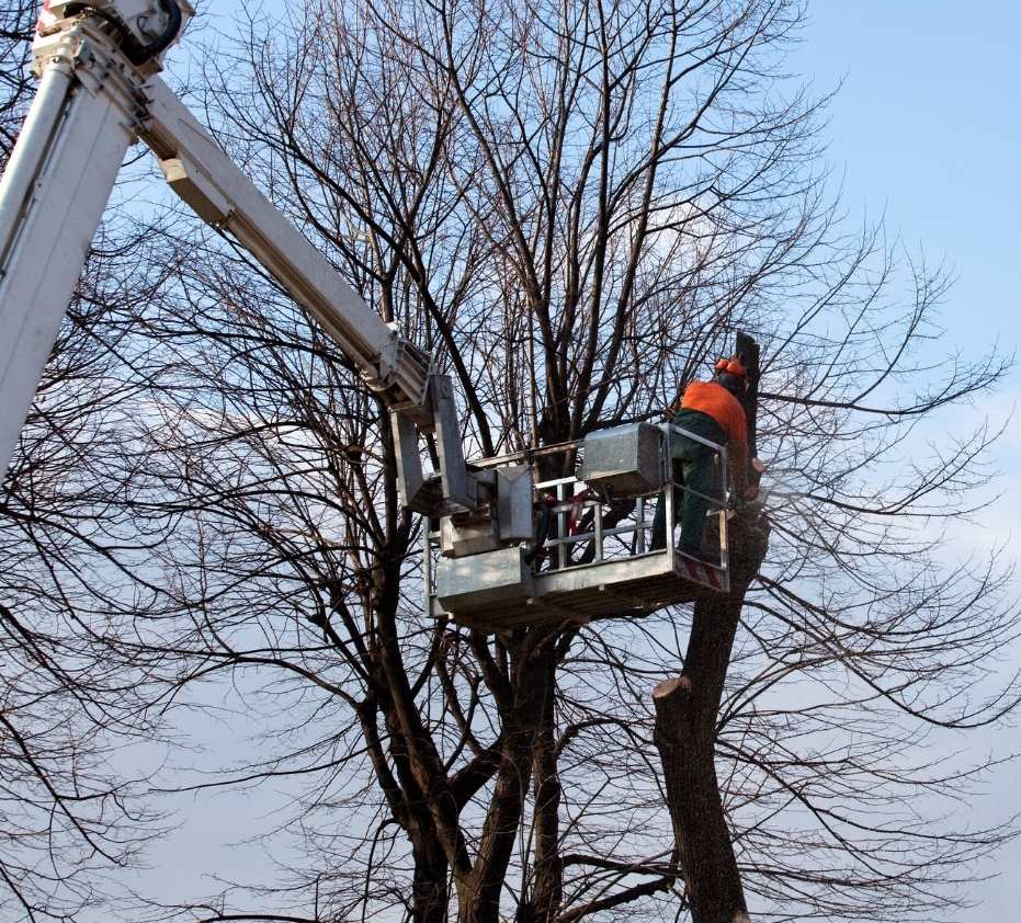 Tree Removal Craigs Trees Christchurch