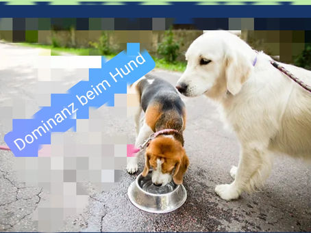 Dominanz beim Hund - Teil 1