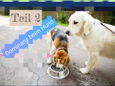Dominanz beim Hund - Teil 2