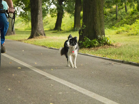 Eure Hunde jagen Autos und Radfahrer?